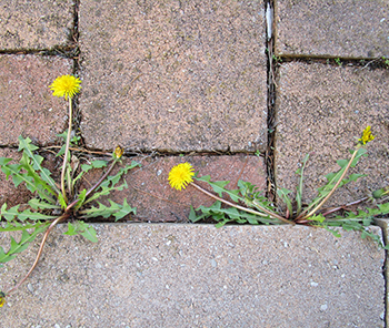 vegetation control service